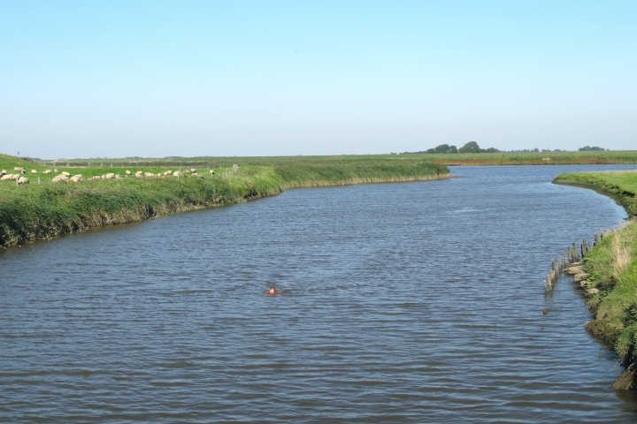 Badestelle direkt hinter dem Haus, in einem Seitenarm der Eider