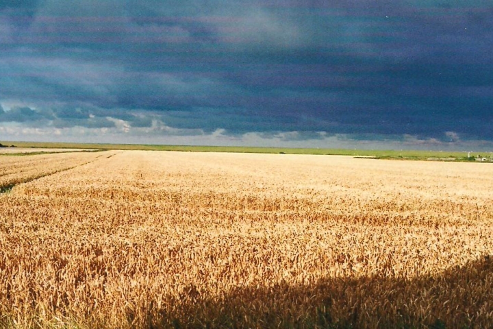 Ausblick zum Seedeich übers Weizenfeld