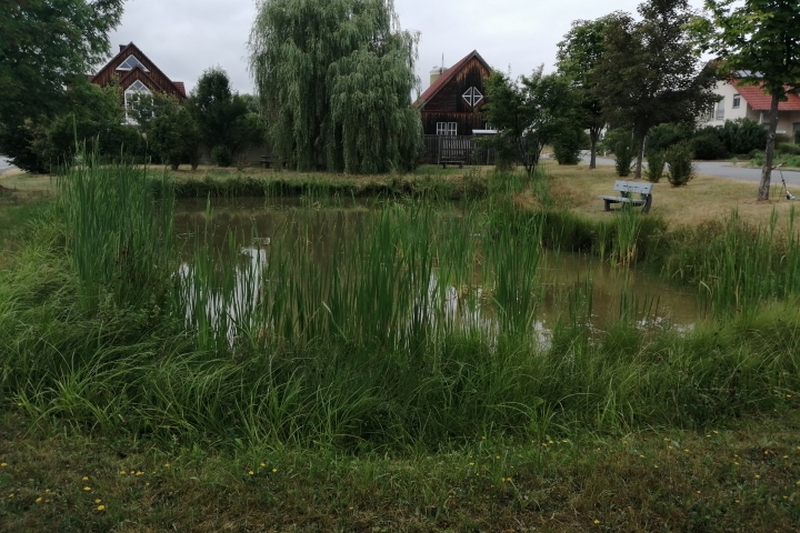Im Ortskern von Schönau befindet sich ein kleiner Teich. 
