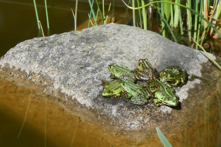 Kinder, der Froschkönig wartet schon.