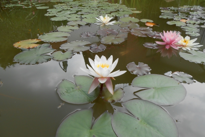 Unser kleiner Gartenteich.