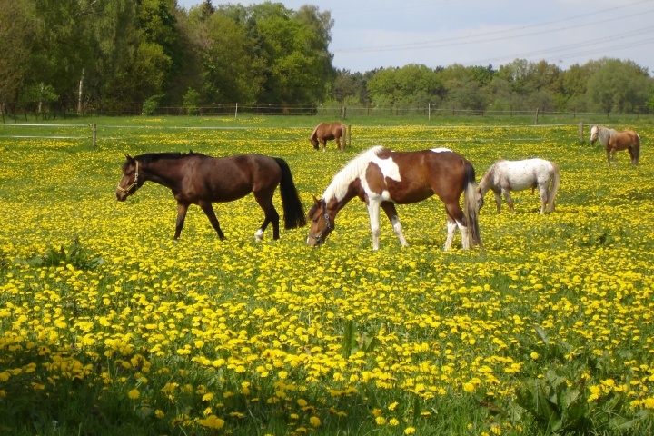 Pferdehöfe, Felder, Wiesen und Seen.