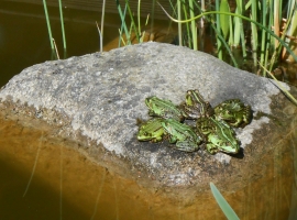 Kinder, der Froschkönig wartet schon.