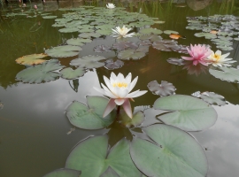 Unser kleiner Gartenteich.