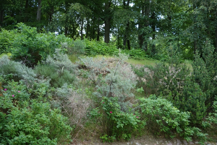 Blick von der Terrasse in den angrenzenden Wald
