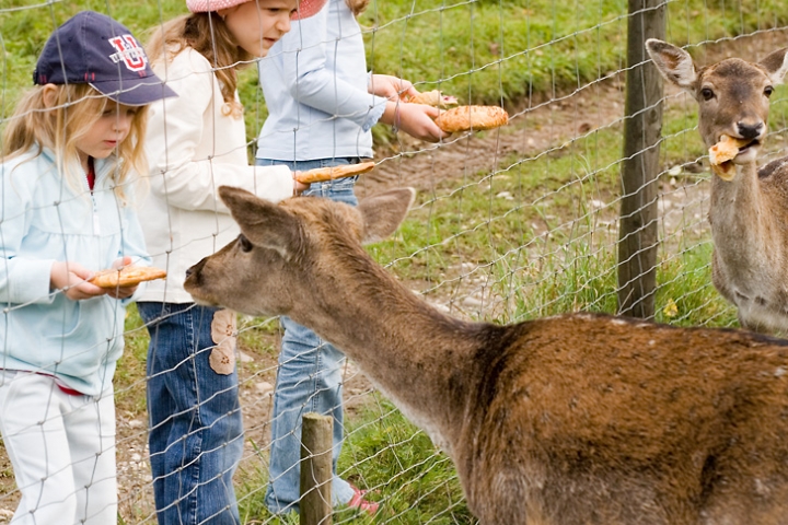 Kinder am Wildgehege