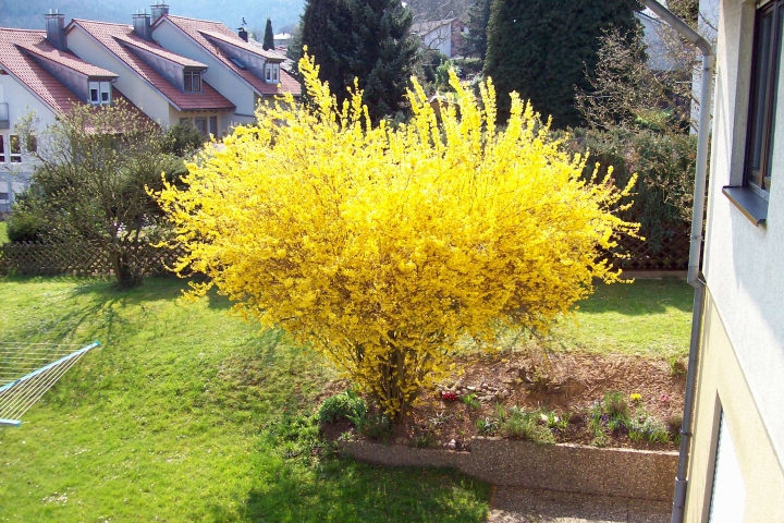 Forsythienstrauch in voller Blüte