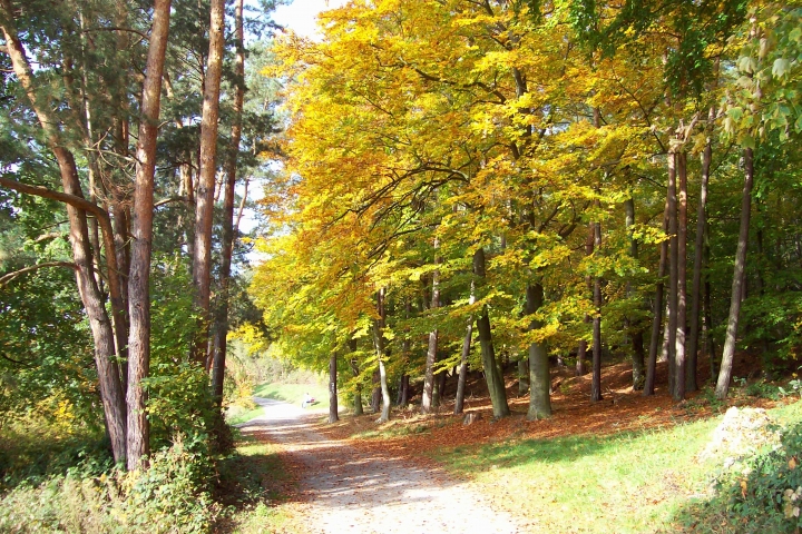 Herbstwald in Großheubach
