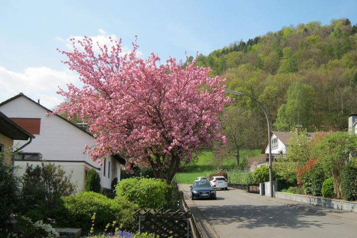 unsere japanische Kirsche im Vorgarten in voller Blüte mit Blick auf den nahen Waldrand