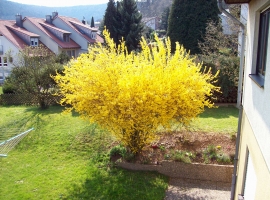 Forsythienstrauch in voller Blüte