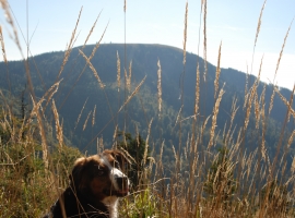 Lea, unserer Hündin, genießt die Landschaft beim Belchen