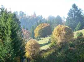 Landschaft beim Nonnenmattweiher