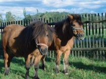 Ponys