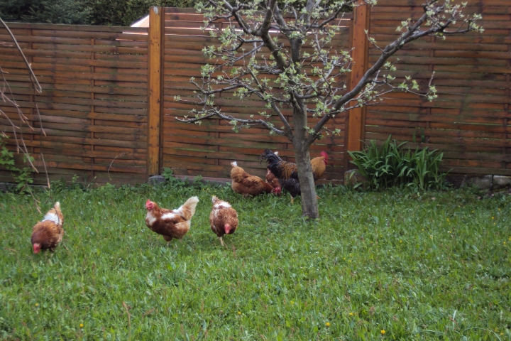 Unsere glücklichen Hühner frische Frühstückseier für Sie jederzeit