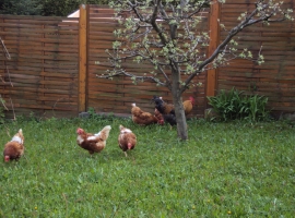 Unsere glücklichen Hühner frische Frühstückseier für Sie jederzeit