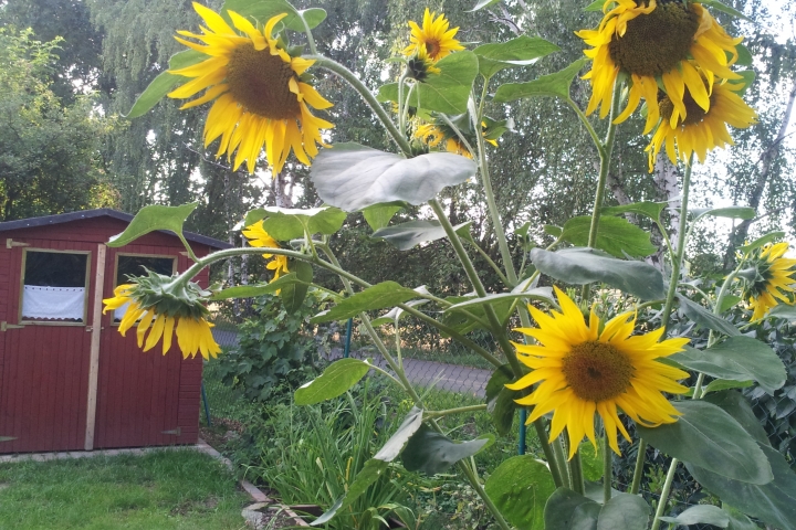 Genießen Sie unseren Garten