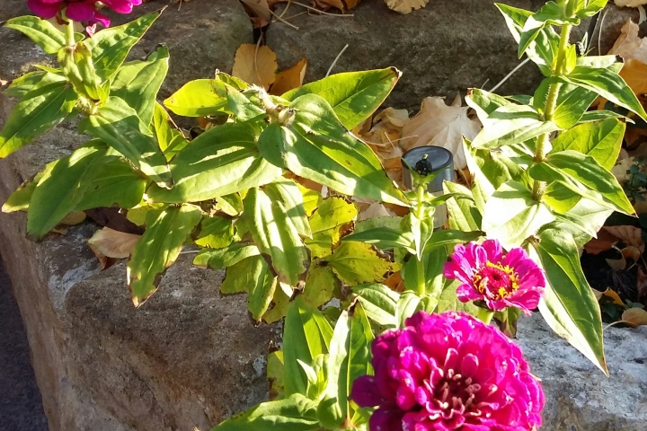 Genießen Sie unseren Garten