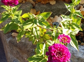 Foto 19