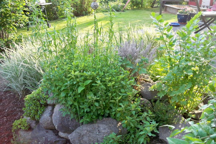 Der Kräutergarten - auch für unsere Gäste