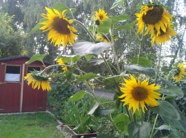 Genieße unseren Garten