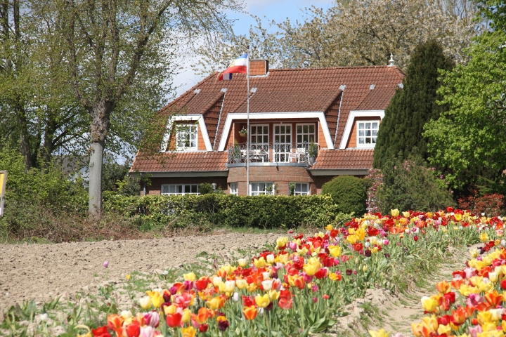 Blumen Frühling 2020