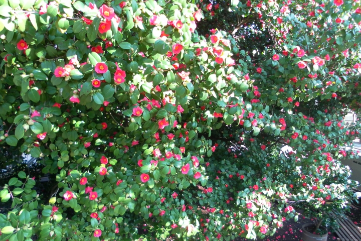Die Kamelie von Pillnitz in voller Blüte