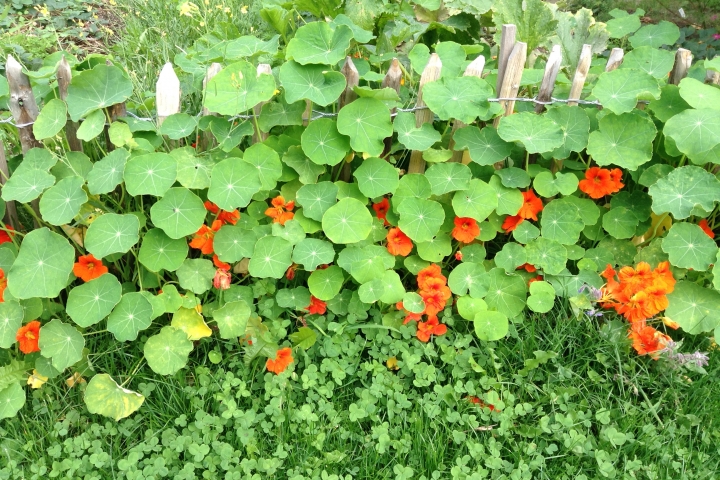 Gartenansichten