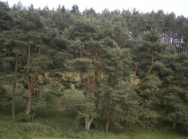 Foto 21