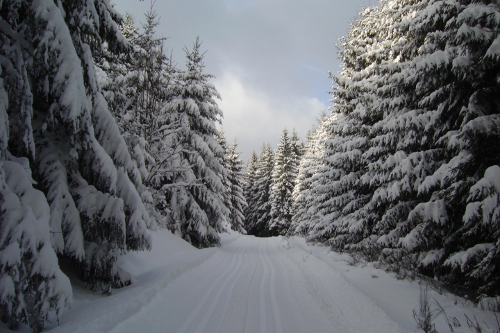 Loipe im winterlichen Bromskirchener Wald