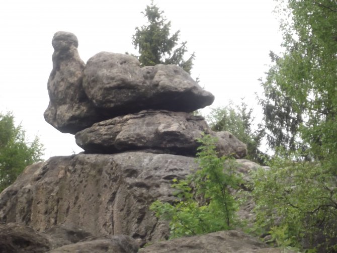 Brütende Henne ( Zittauer Gebirge )