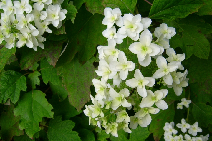 Blüten der Eichblatthortensie