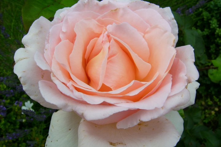 Den Duft der englischen Rose geniessen