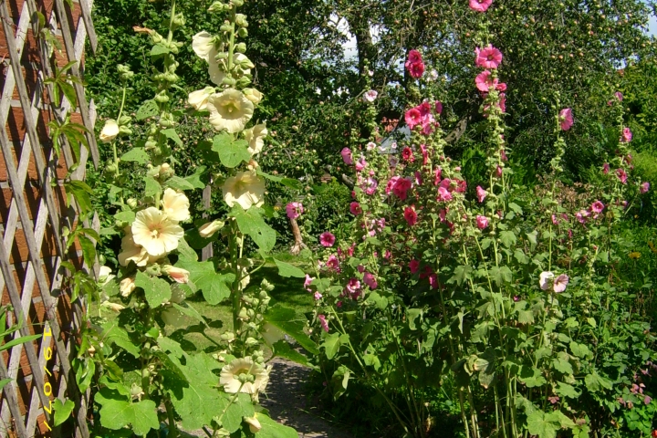 Stockrosenblüte