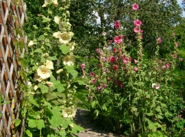 Foto 15