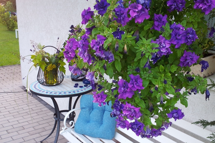 Gartenimpressionen