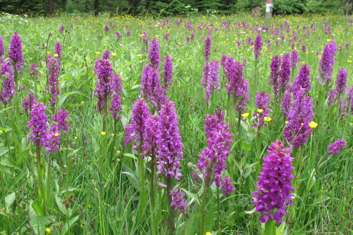 Orchideenpracht auf Auenwiesen im Frühling  (Mai- Juni) an Nassauer Wanderwegen i
