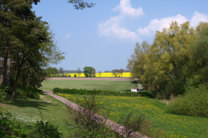 Der Radwanderweg zur Rapsblüte