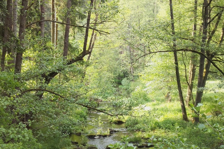 die Wisenta, die sich um Dörflas schlängelt und in Walsburg in die Saale mündet