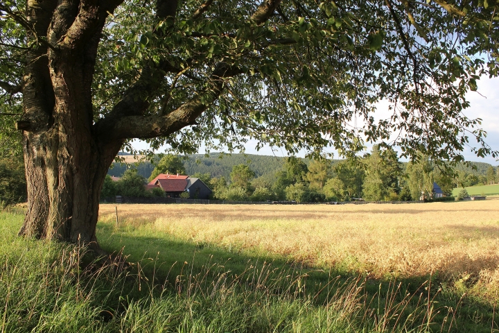 Ansicht vom Vogelherd