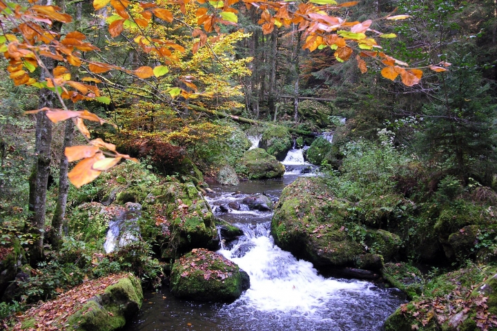Herbststimmung