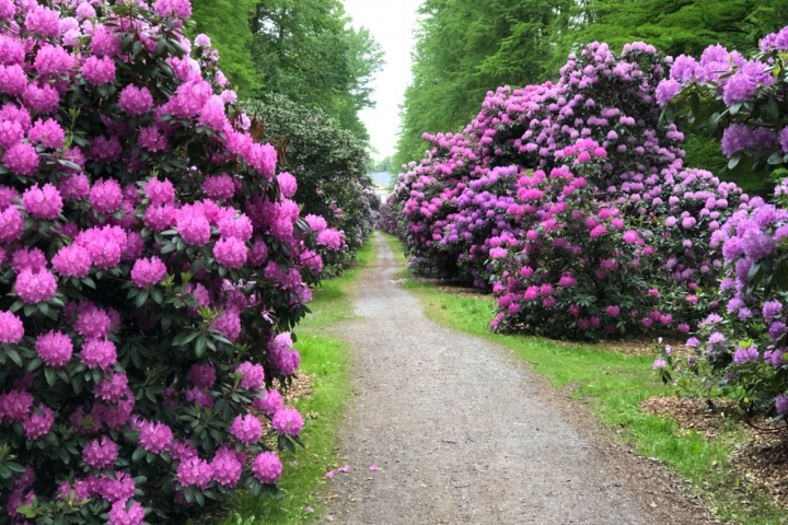 Rhododendron Alle zum Hagenburger Schloss