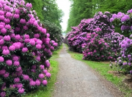 Rhododendron Weg in Hagenburg, einfach nur super schön