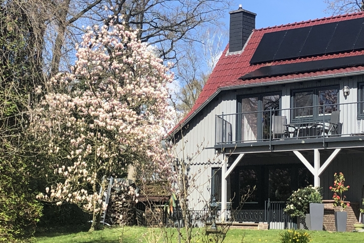 blühende Magnolie im Garten