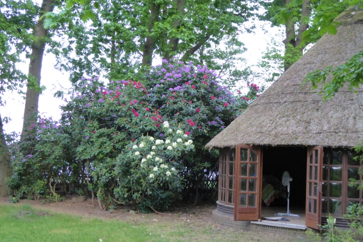 Rhododendronblüte neben dem Pavillon im Garten