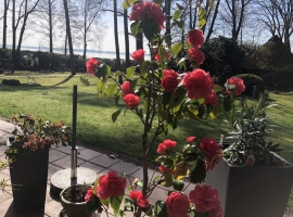 Blick von der Terrasse zum Steinhuder Meer