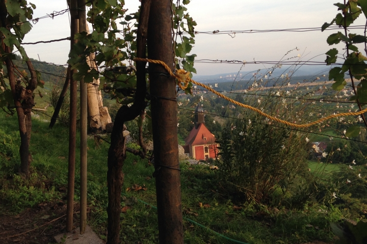 Aussicht vom Weinhang zur Weinbergkirche