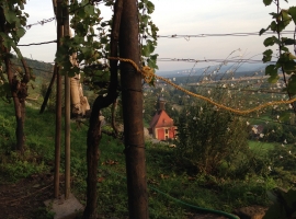 Aussicht vom Weinhang zur Weinbergkirche