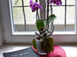 Foto 21