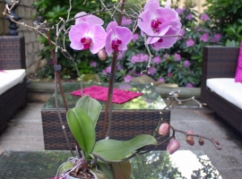 Foto 12
