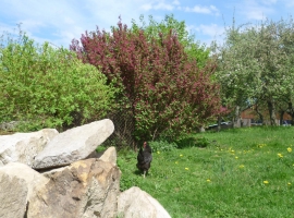 Foto 12